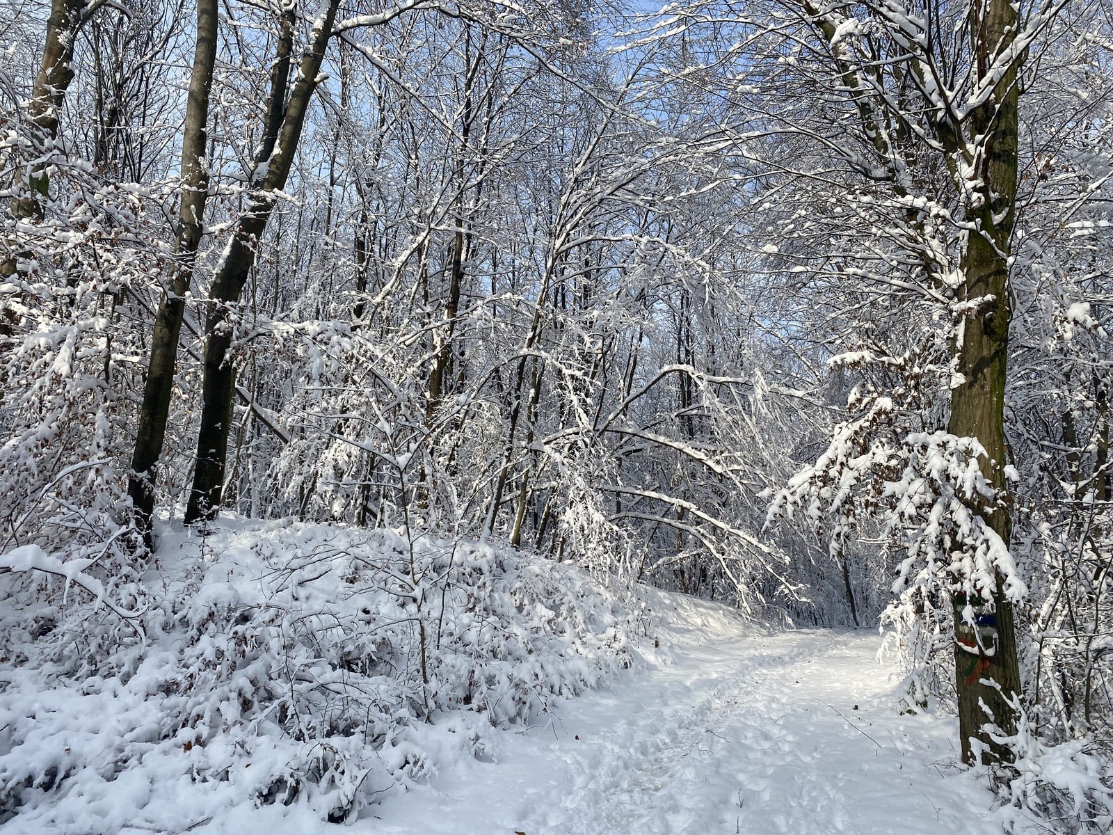 (C) Manuela Tobias Image